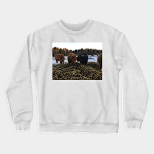 Scottish Highland Cattle Cow and Bull 2198 Crewneck Sweatshirt